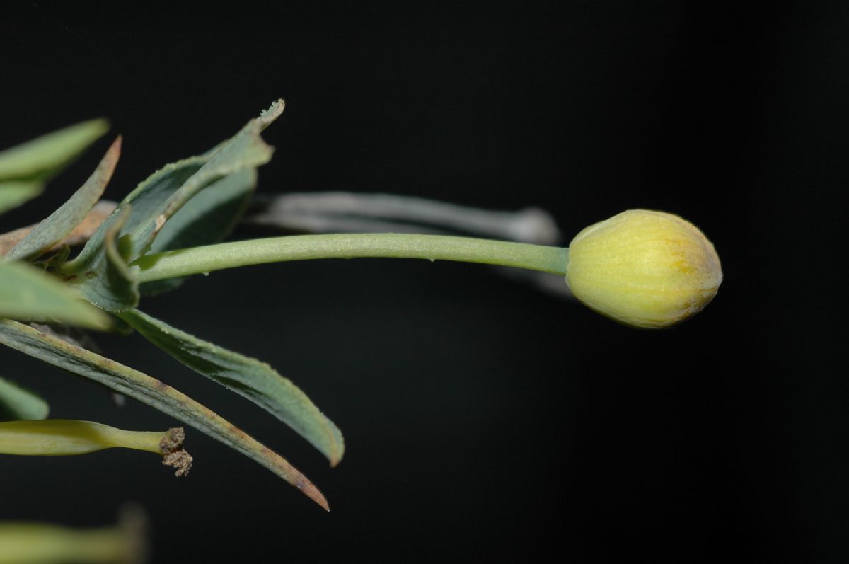 Papaveraceae Dendromecon rigida