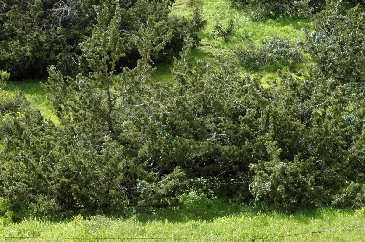 Cupressaceae Juniperus californica