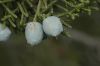 image of Juniperus californica