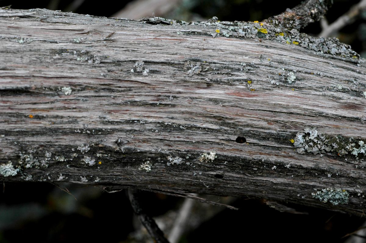 Cupressaceae Juniperus californica