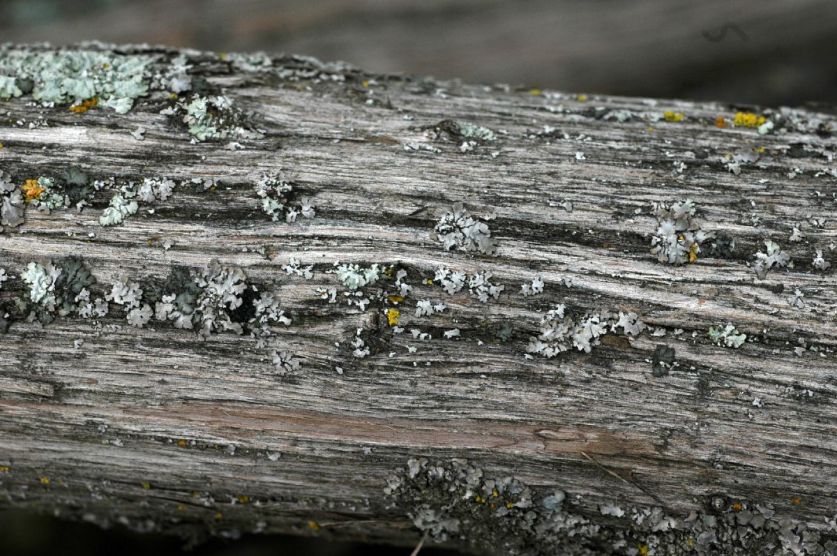 Cupressaceae Juniperus californica