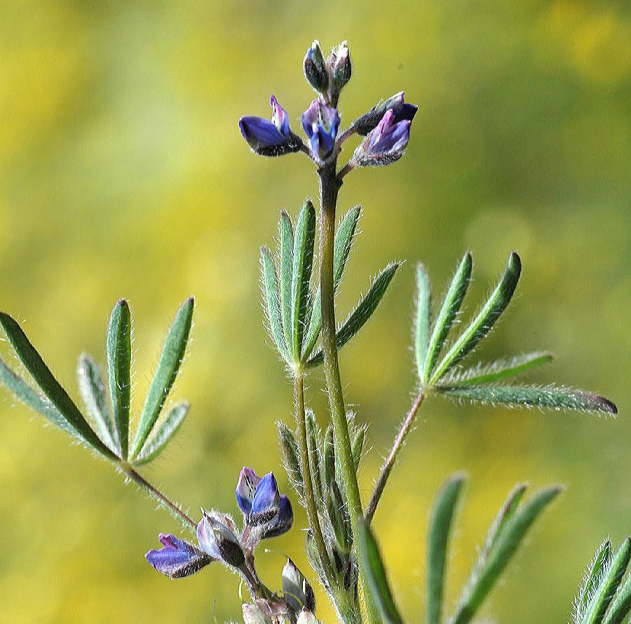 Fabaceae Lupinus nanus