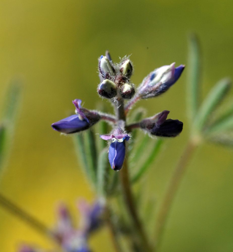 Fabaceae Lupinus nanus