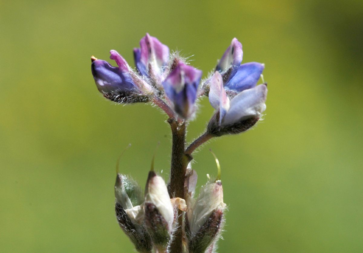 Fabaceae Lupinus nanus