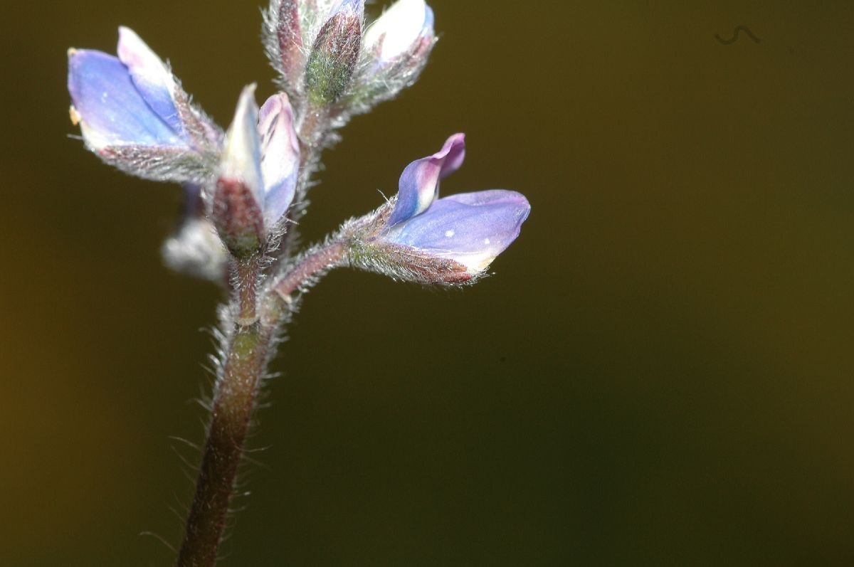 Fabaceae Lupinus nanus