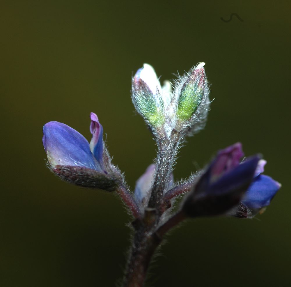 Fabaceae Lupinus nanus