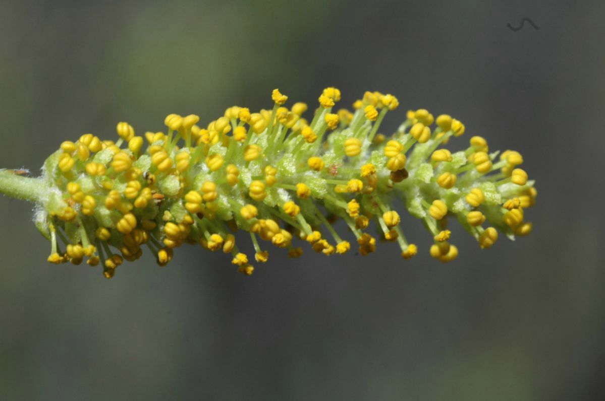 Salicaceae Salix lasiolepis