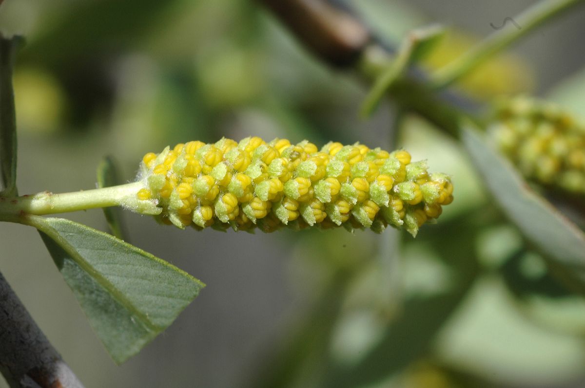 Salicaceae Salix lasiolepis