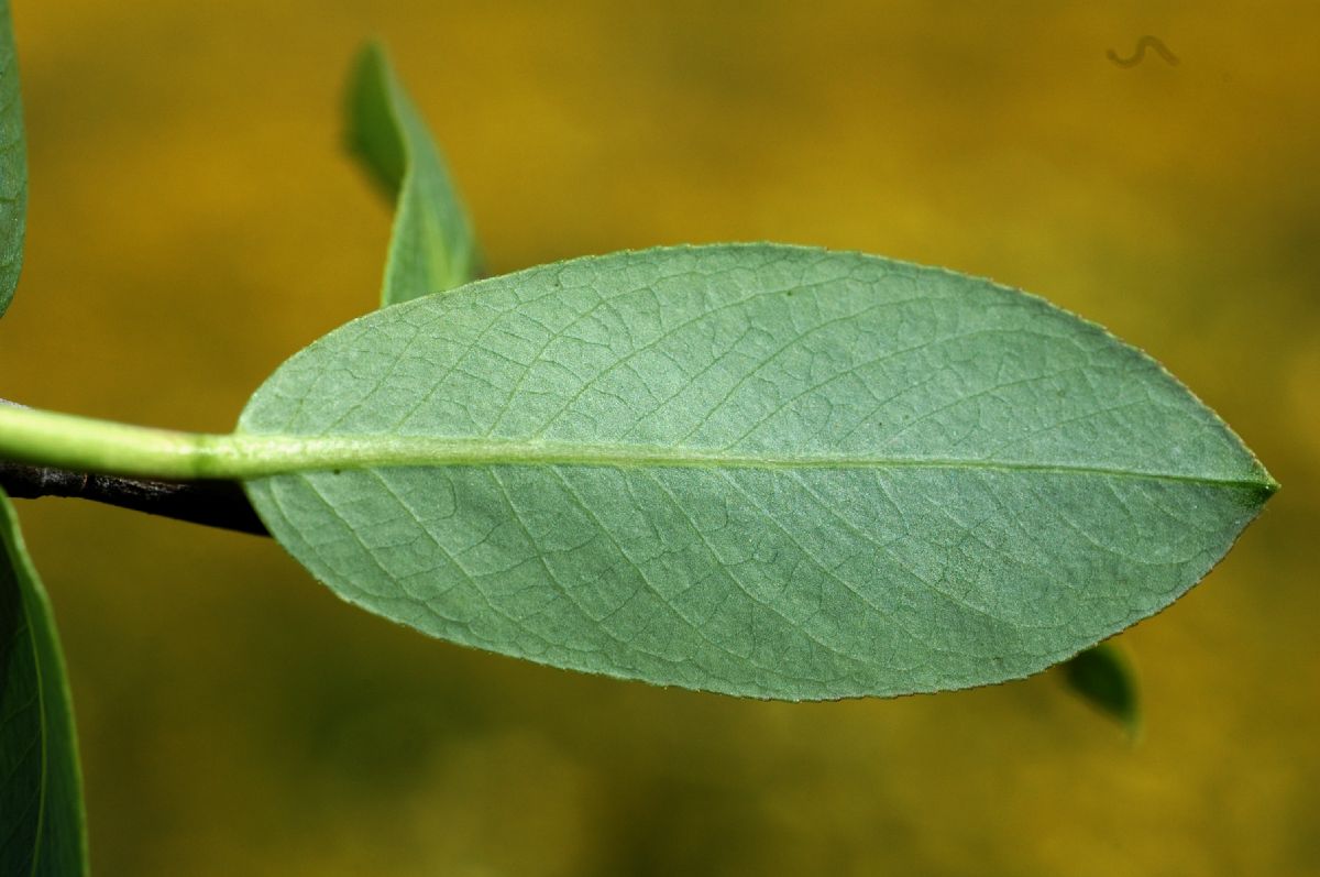 Salicaceae Salix lasiolepis