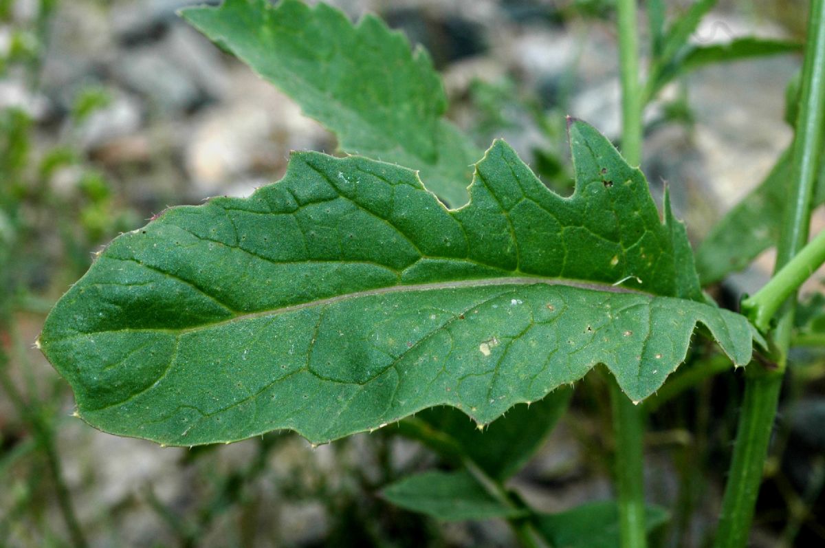 Brassicaceae Raphanus raphanistrum