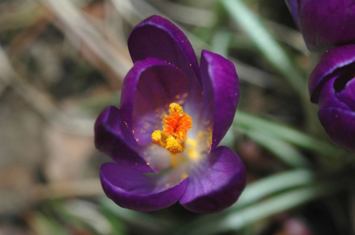 Iridaceae Crocus tomasinianus