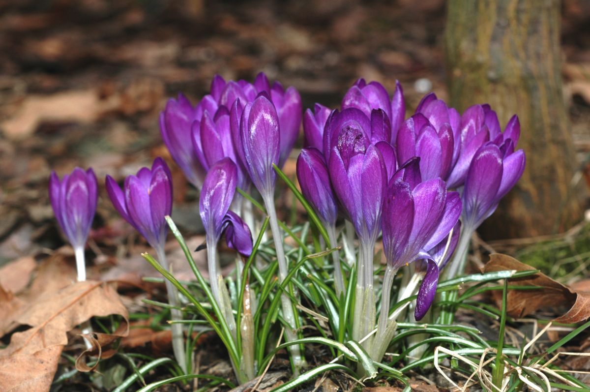 Iridaceae Crocus tomasinianus