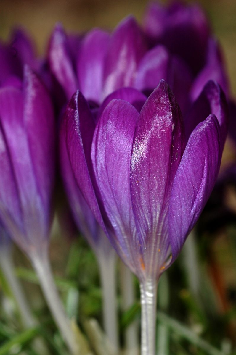 Iridaceae Crocus tomasinianus