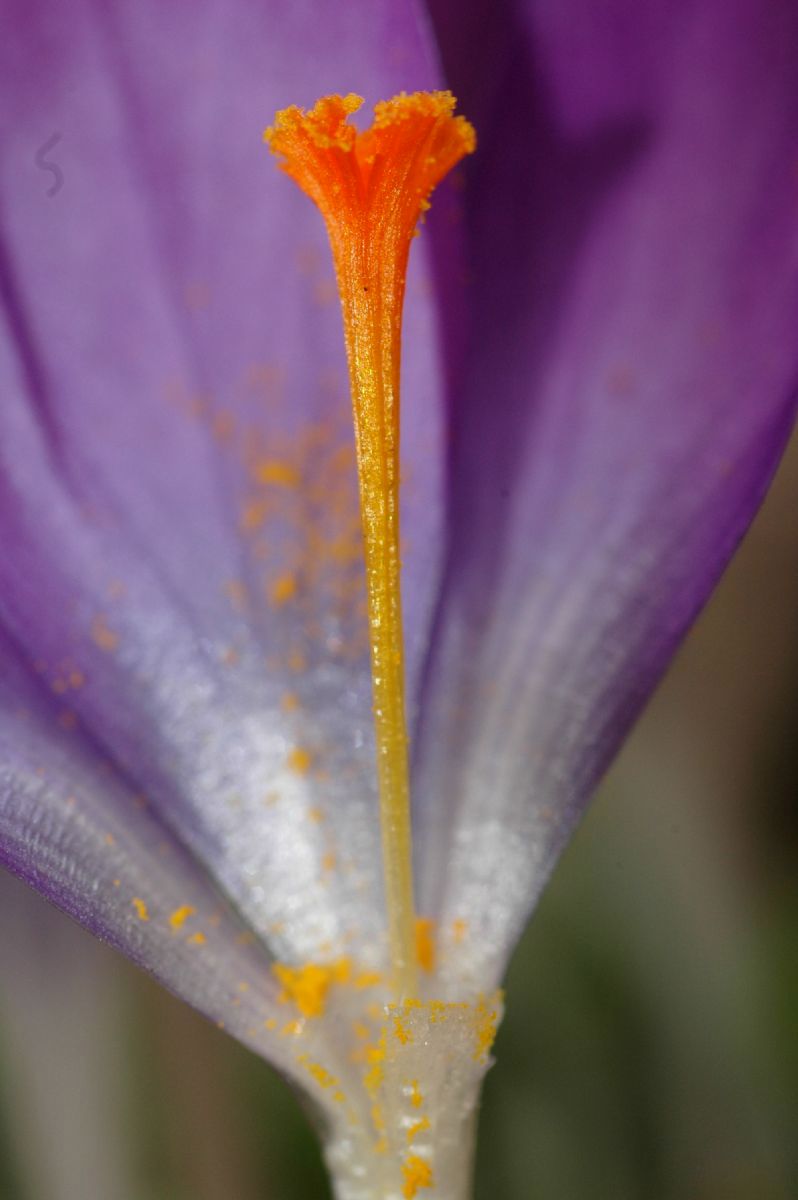 Iridaceae Crocus tomasinianus