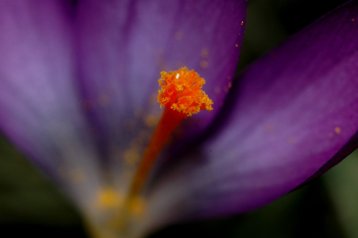 Iridaceae Crocus tomasinianus