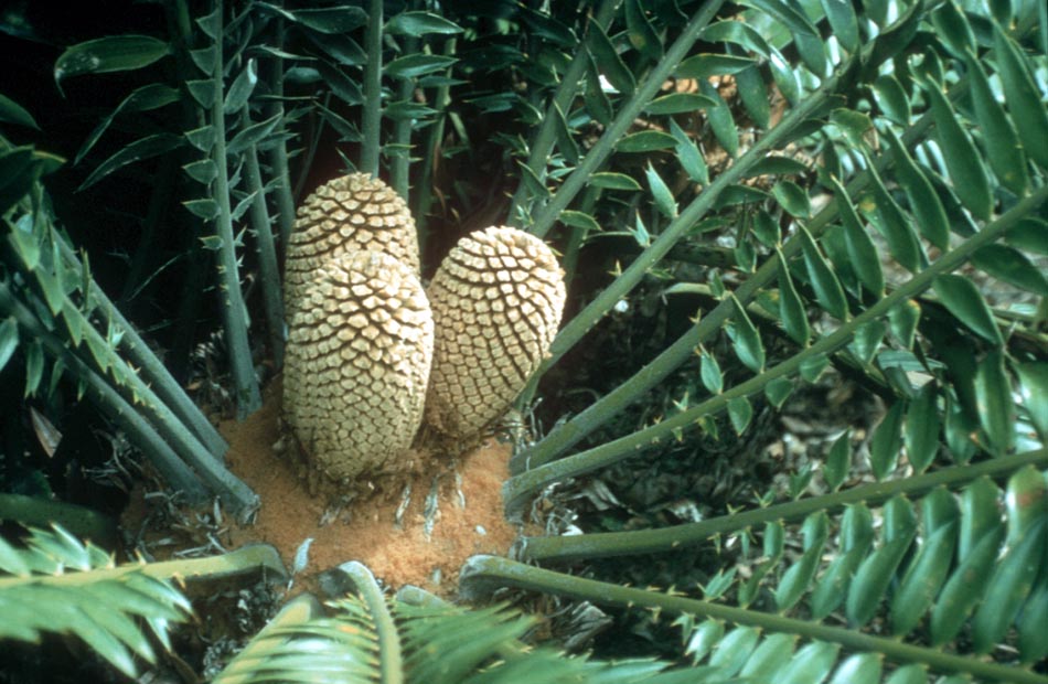 Zamiaceae Encephalartos altensteinii