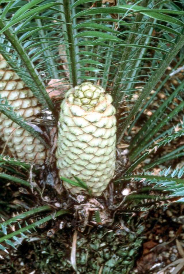 Zamiaceae Encephalartos hildebrandtii