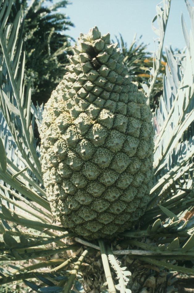 Zamiaceae Encephalartos gratus