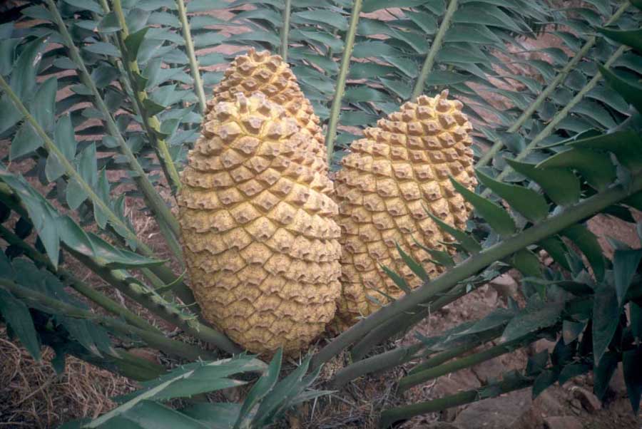 Zamiaceae Encephalartos transvenosus