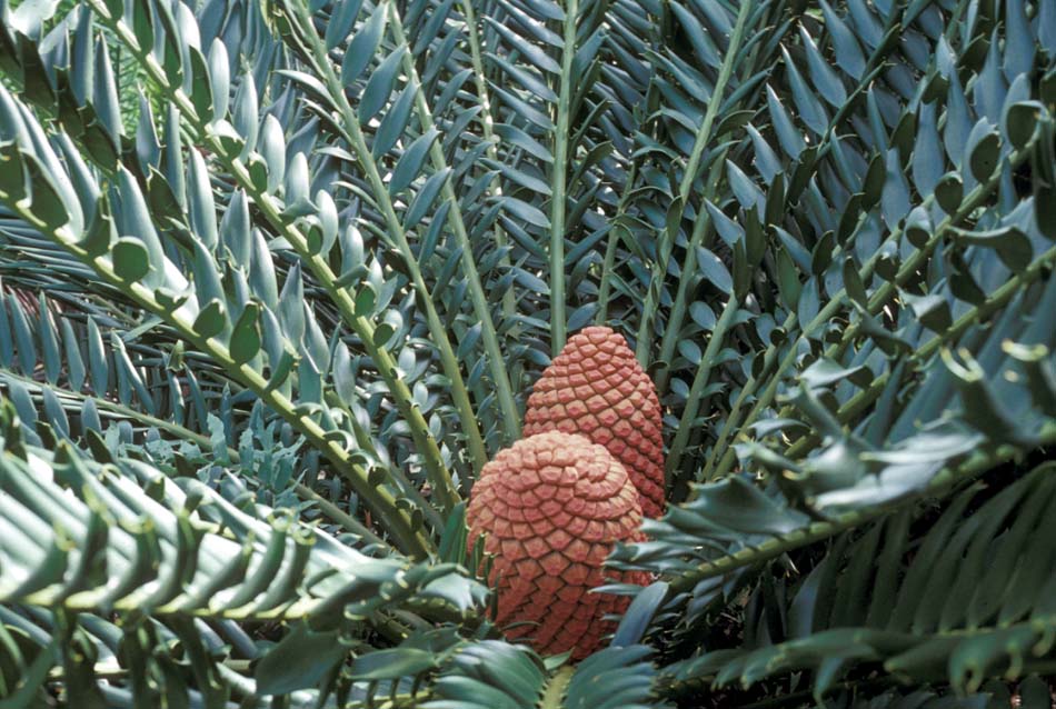 Zamiaceae Encephalartos ferox