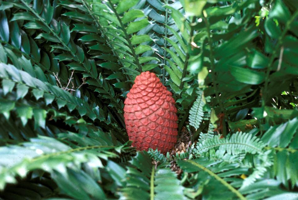 Zamiaceae Encephalartos ferox