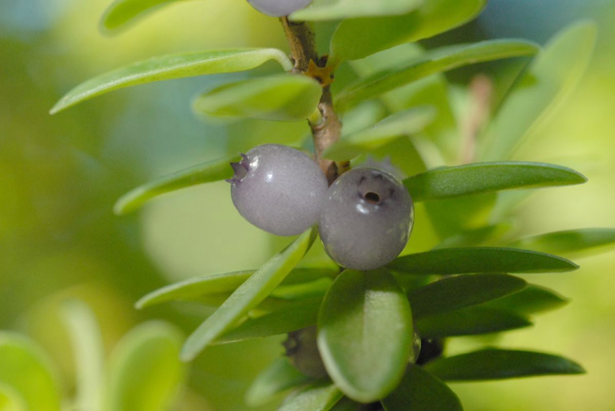 Ericaceae Disterigma rimbachii