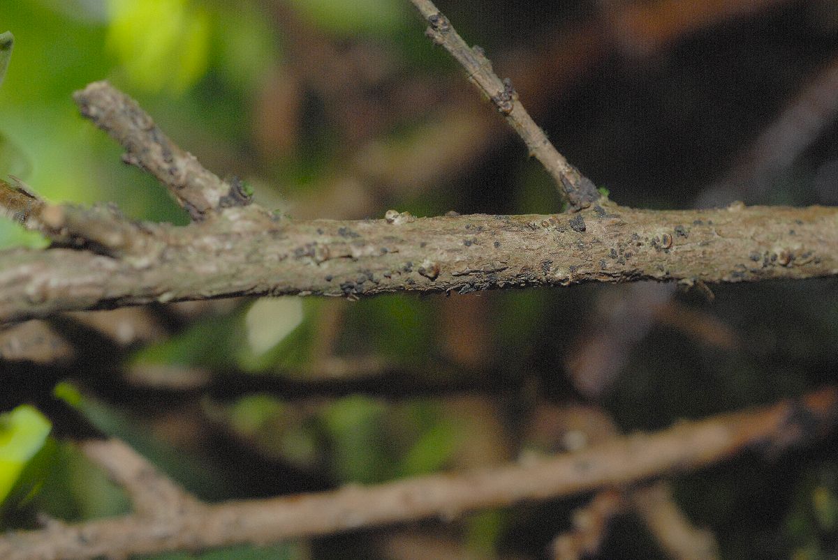 Ericaceae Disterigma rimbachii