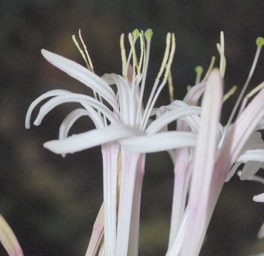 Rubiaceae Exostema lineatum