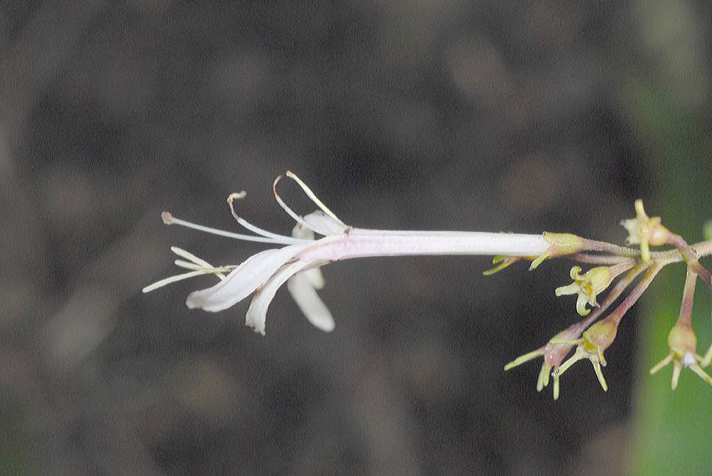 Rubiaceae Exostema lineatum