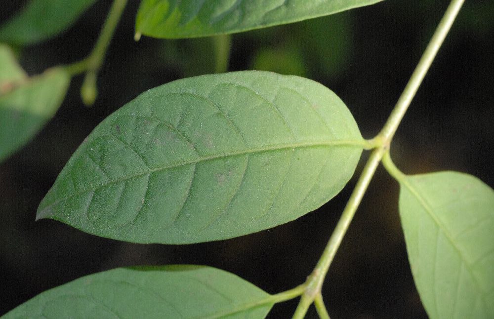 Rubiaceae Exostema lineatum