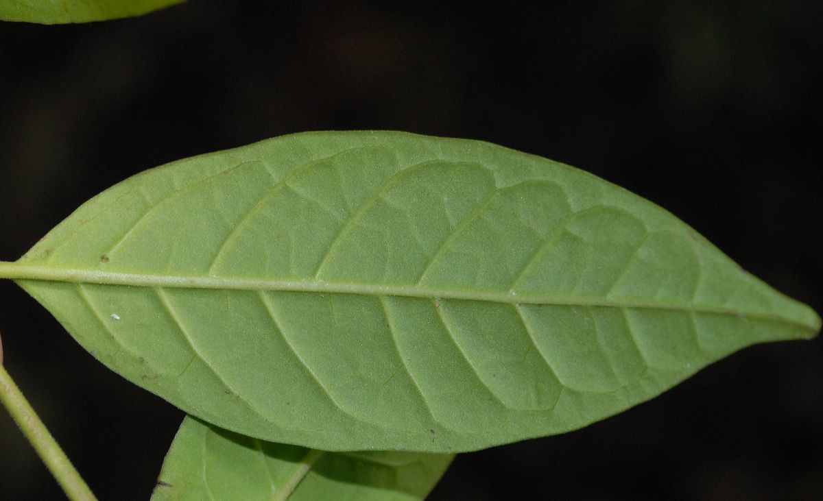 Rubiaceae Exostema lineatum