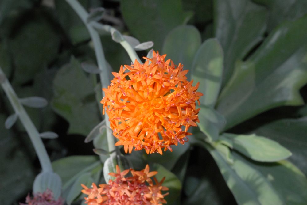 Asteraceae Kleinia fulgens