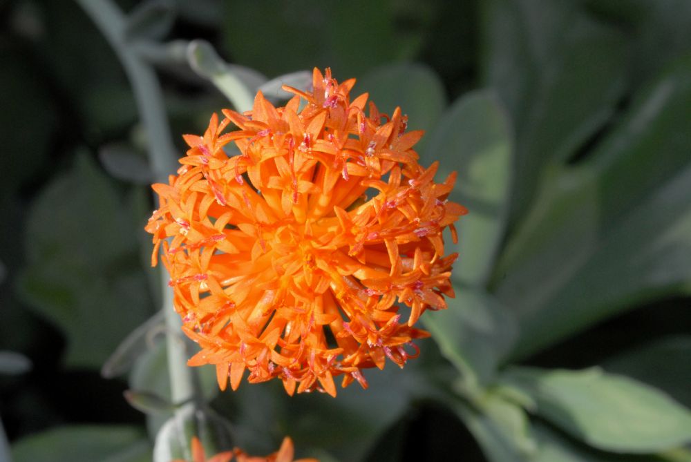 Asteraceae Kleinia fulgens