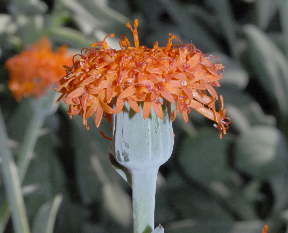 Asteraceae Kleinia fulgens