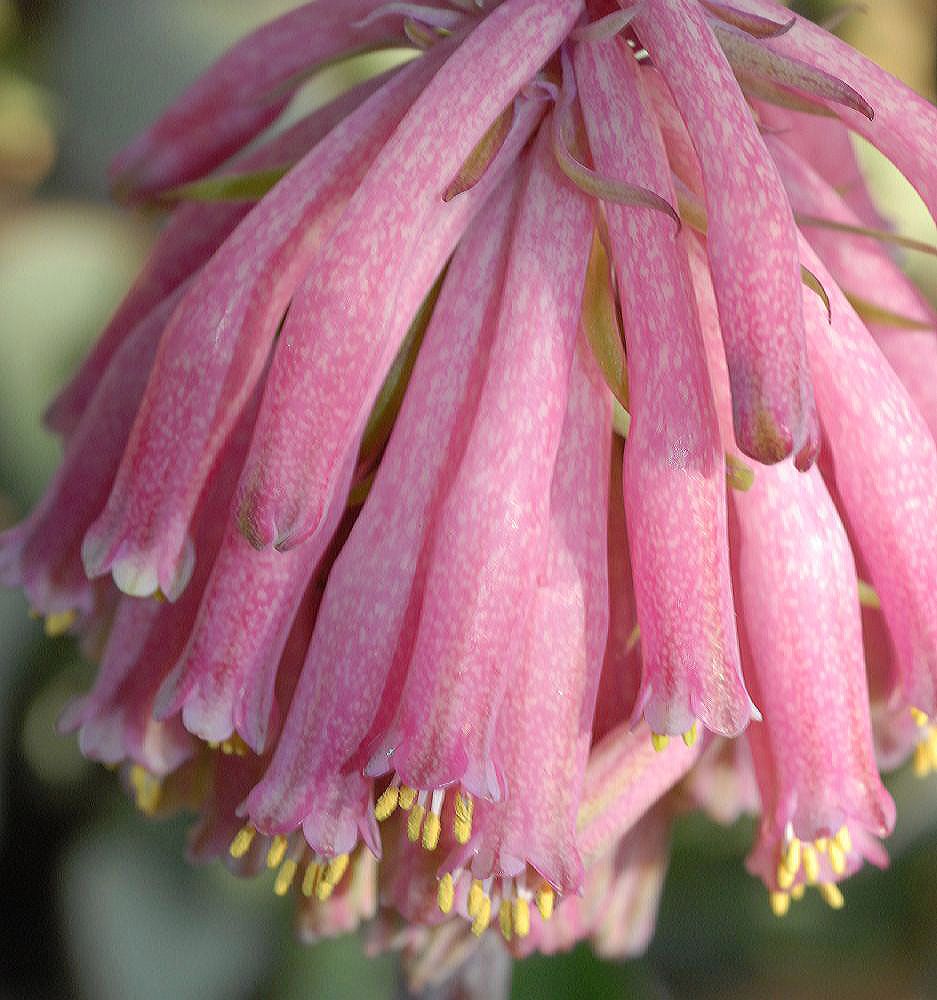 Hyacinthaceae Veltheimia capensis