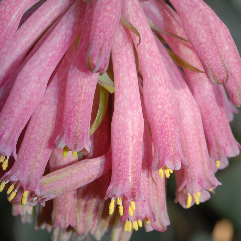 Hyacinthaceae Veltheimia capensis