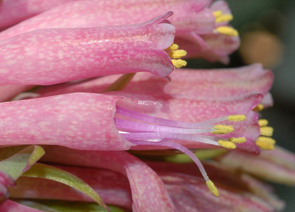 Hyacinthaceae Veltheimia capensis