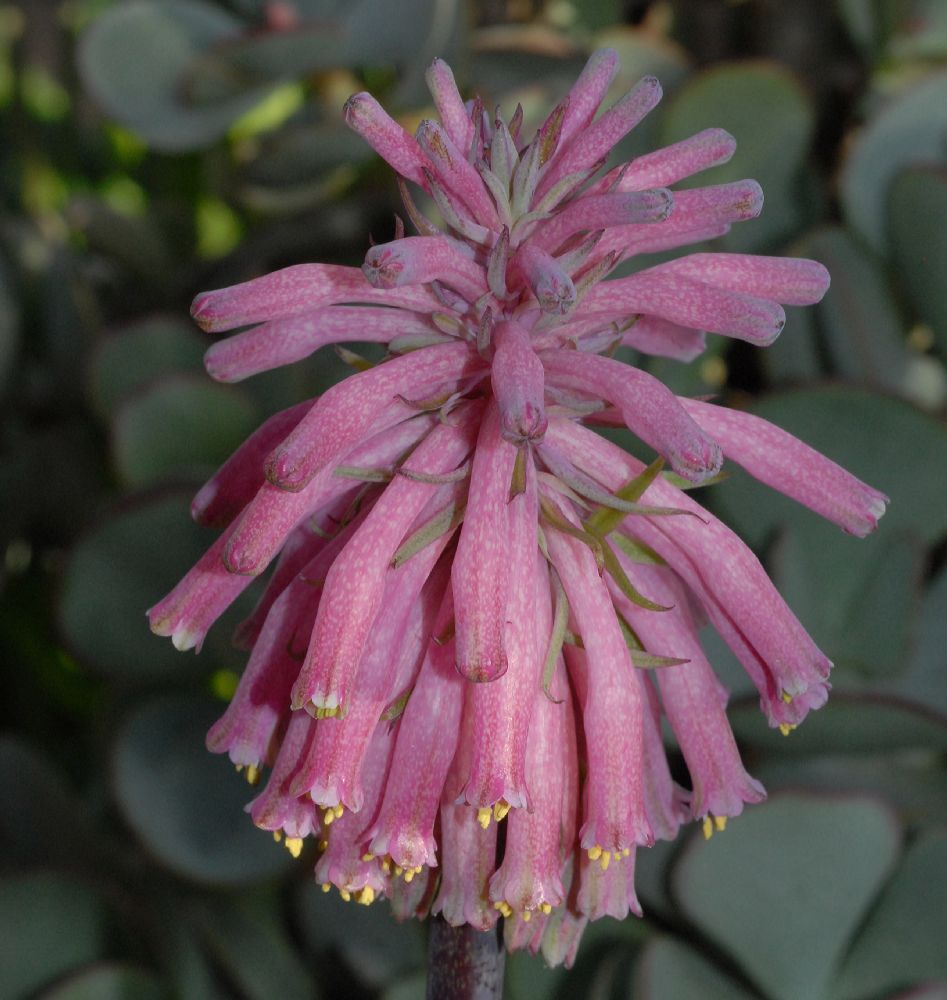 Hyacinthaceae Veltheimia capensis