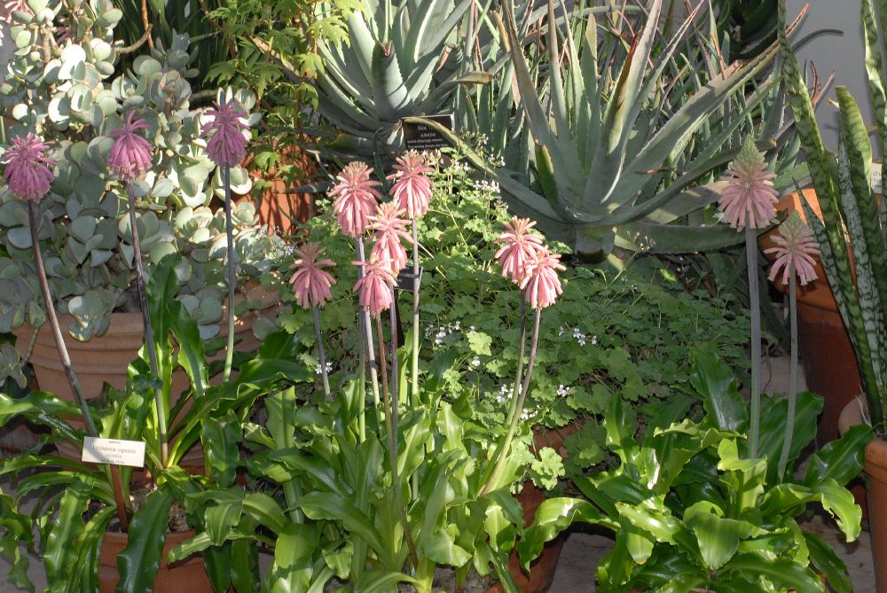 Hyacinthaceae Veltheimia capensis