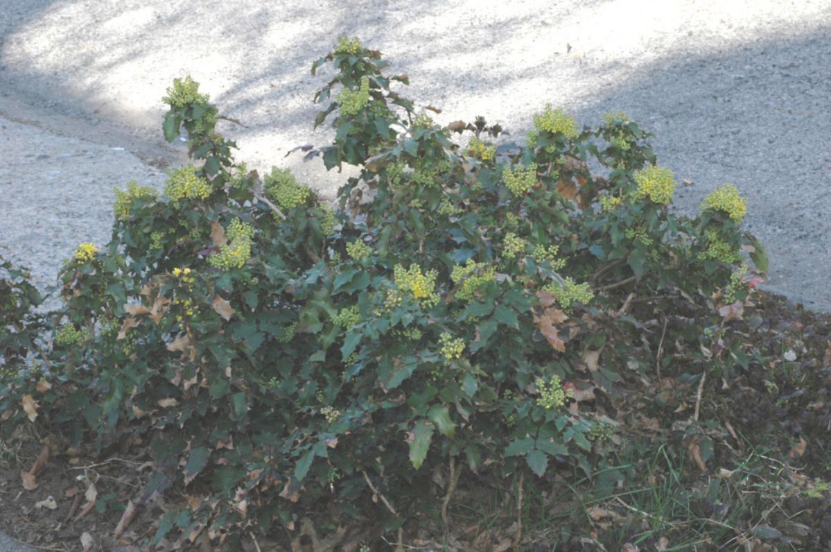 Berberidaceae Mahonia aquifolium