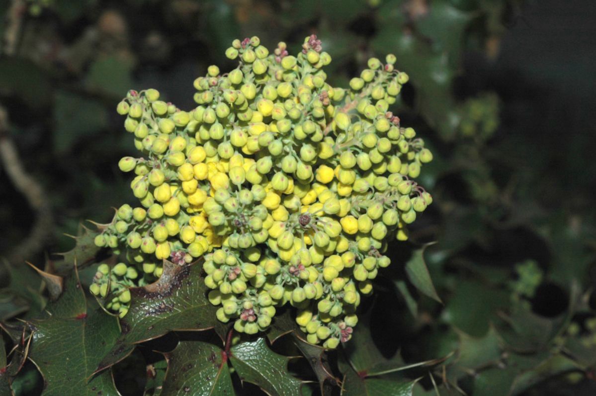 Berberidaceae Mahonia aquifolium