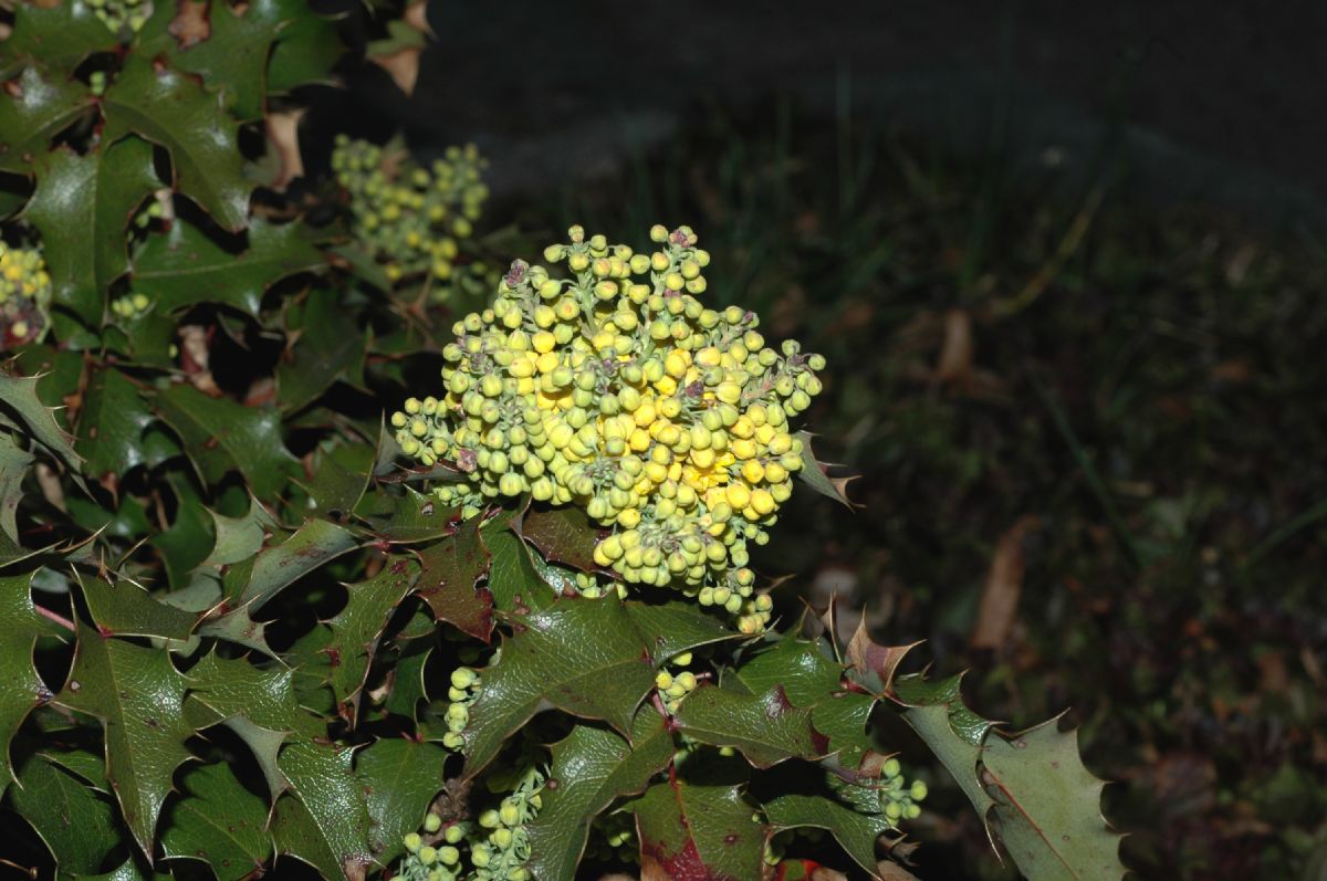 Berberidaceae Mahonia aquifolium