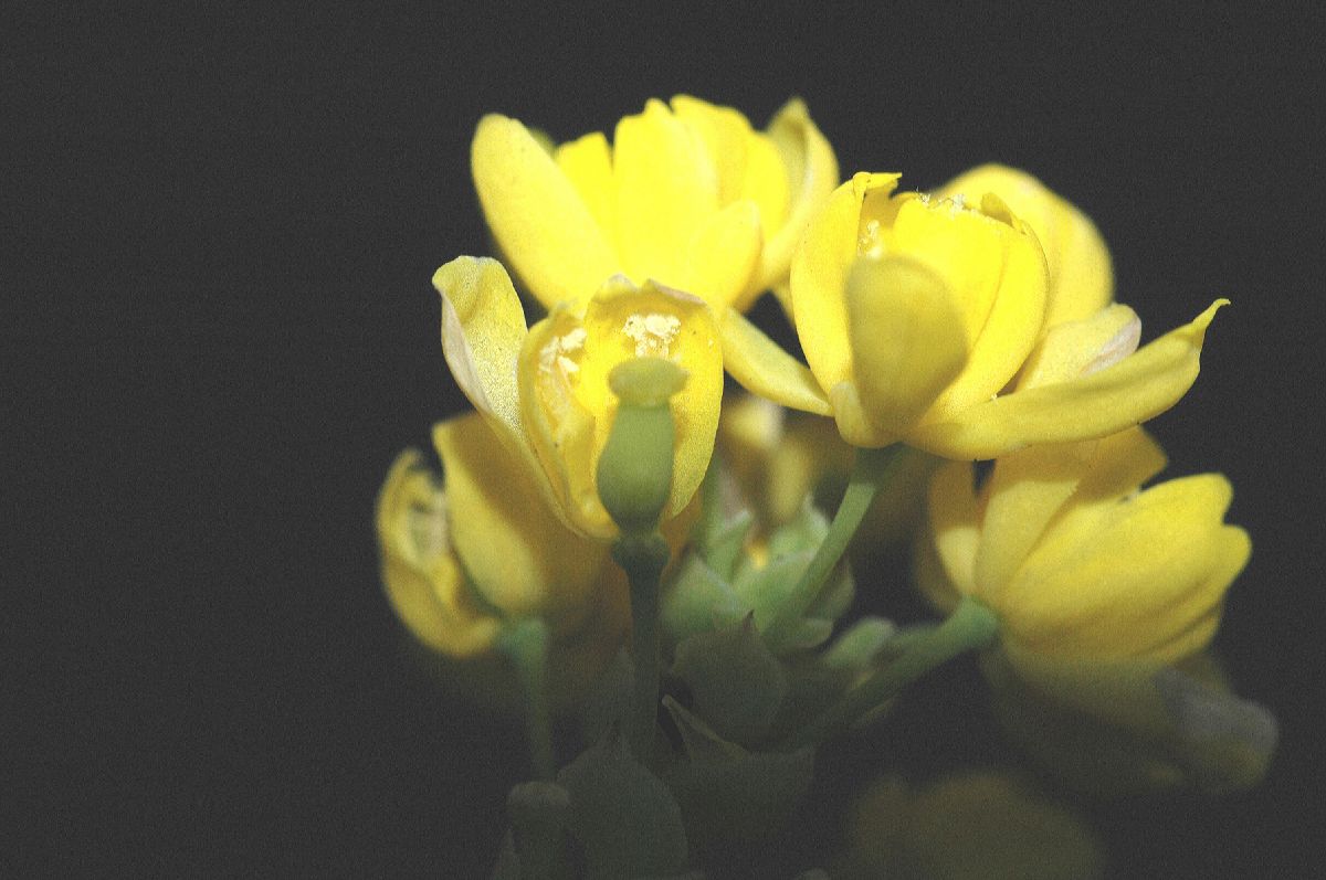 Berberidaceae Mahonia aquifolium