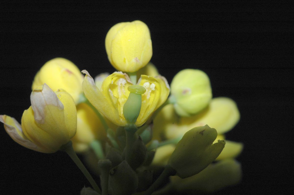 Berberidaceae Mahonia aquifolium