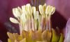 image of Helleborus orientalis