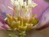 image of Helleborus orientalis