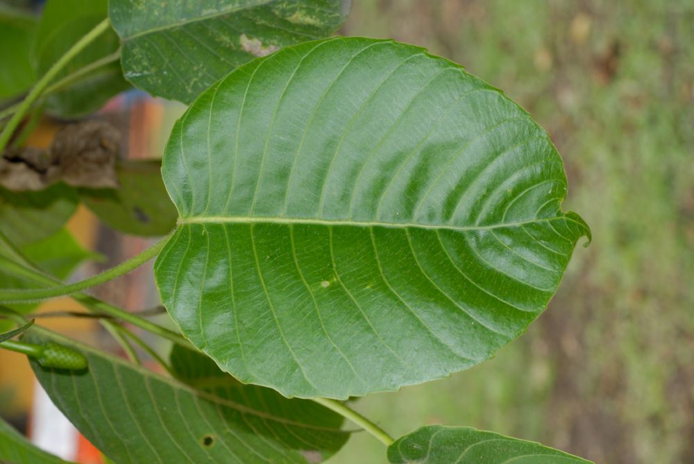 Euphorbiaceae Hura crepitans