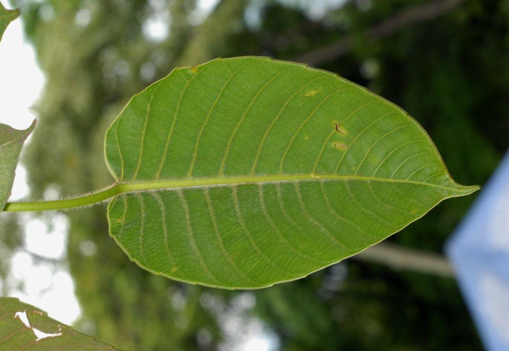 Euphorbiaceae Hura crepitans