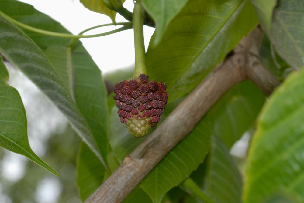 Euphorbiaceae Hura crepitans