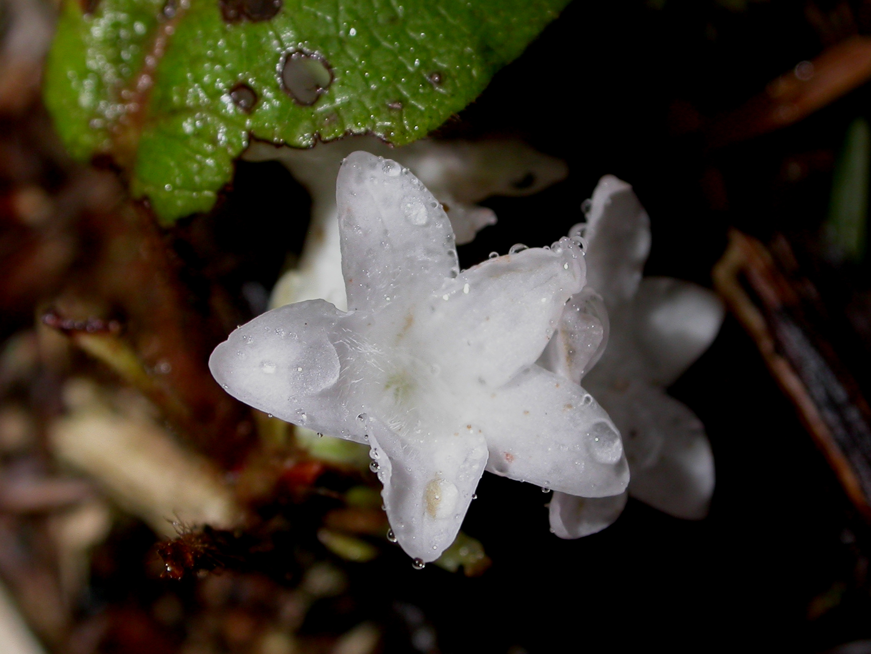 Ericaceae Epigaea repens